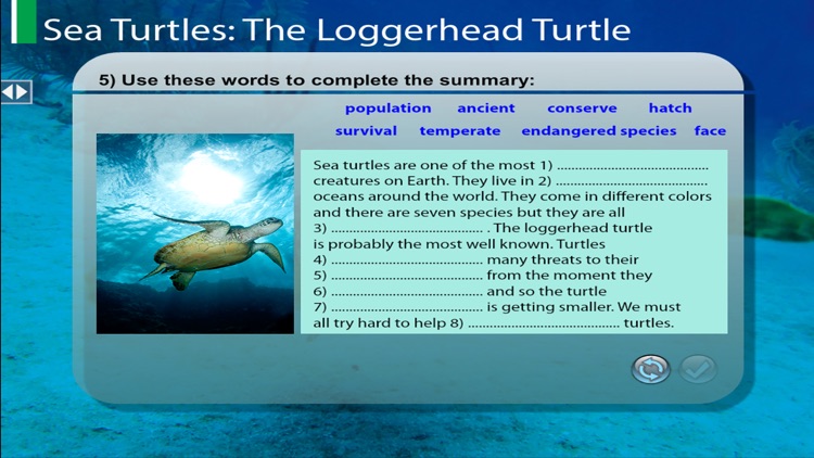 LoggerheadTurtle