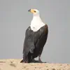 Similar Birds of Zimbabwe Apps