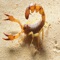 Scorpions of The Desert