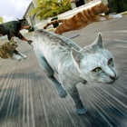 Gattino Kitty . Giochi di Gatti e Cani Divertente icon