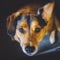 Train your dog to come at the sound of a whistle