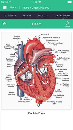 Human Organs Anatomy Reference(圖3)-速報App