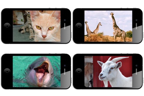 Animals Around The World Wallpapers HD screenshot 3