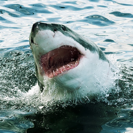Shark Simulator 3D - White Shark Attack Sim iOS App