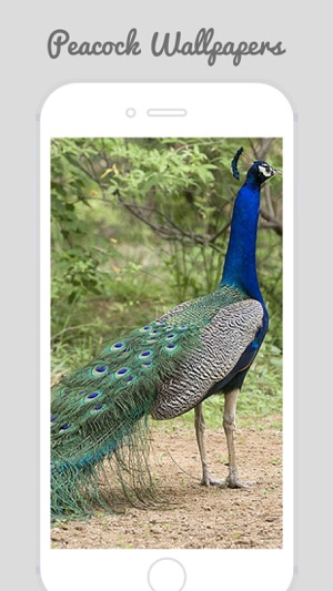 Peacock Wallz - Most Beautiful Peacock Pictures(圖4)-速報App