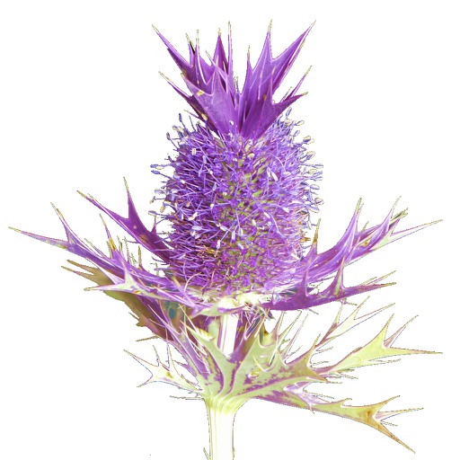 Flora of Texas: Fort Worth Prairie Region