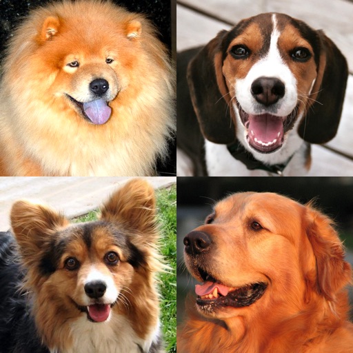 Dogs Quiz - Play with Photos of All Popular Breeds iOS App