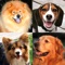 Dogs Quiz - Play with Photos of All Popular Breeds