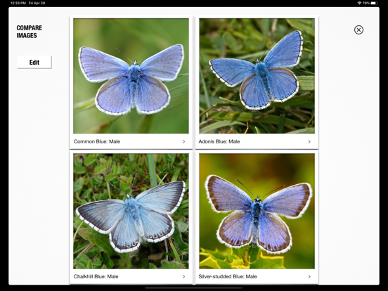 Butterfly Guide - Europe Butterfly Guide - Europe