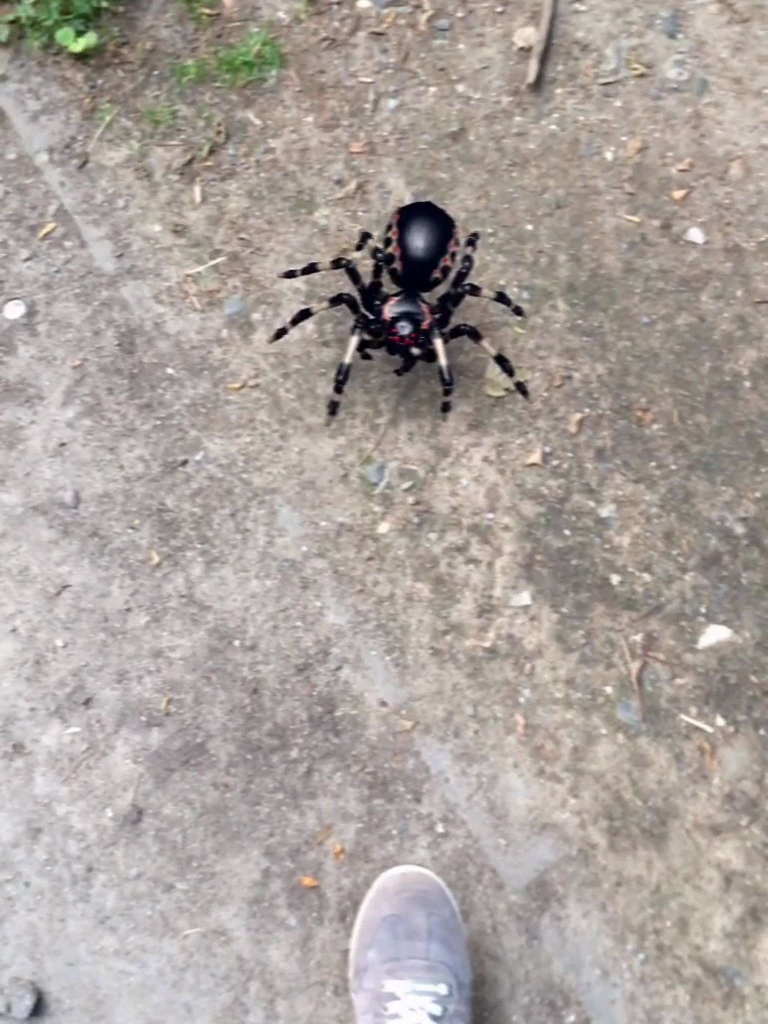 AR Spiders screenshot 2