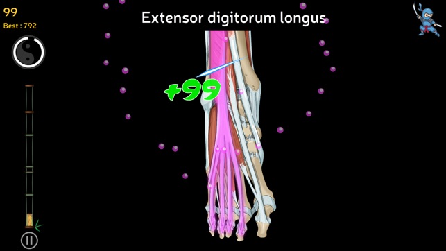 Anatomy Ninja Lower Limb