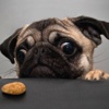 DIY Dog Food Recipes-Nutrition and Storage