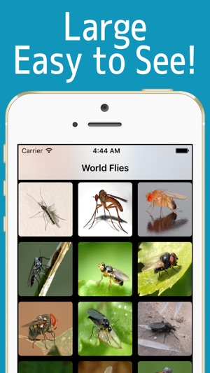 World Flies!(圖2)-速報App