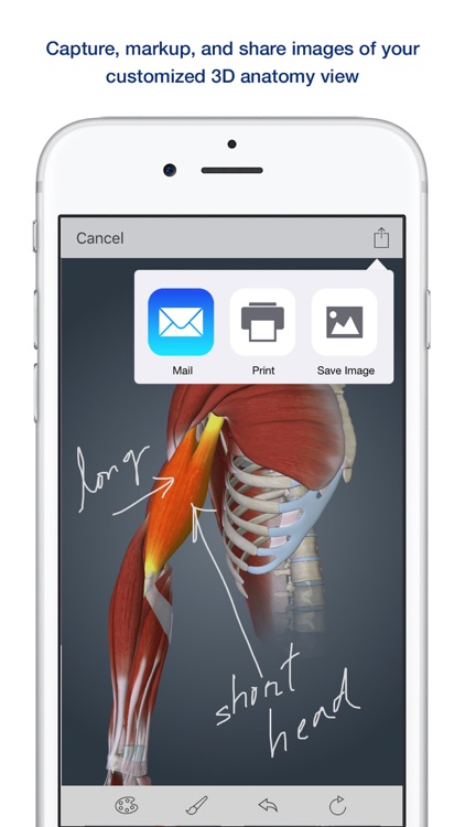 Muscle Anatomy: A Johns Hopkins Medicine 3D App