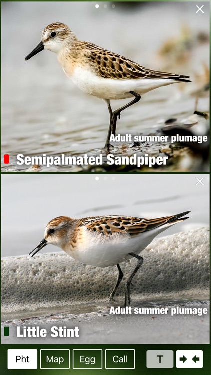 All Birds Scotland Complete Guide Scottish Birds