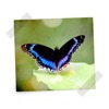 Butterfly Photos