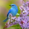 Blue Birds Wallpapers HD- Quotes and Art Pictures