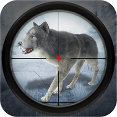 Activities of Wild Wolf Snow Hunting: Safari Shooting
