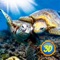 Tropic adventure in a turtle shell will take you to the ocean in Turtle Family Simulator: Wild Ocean 