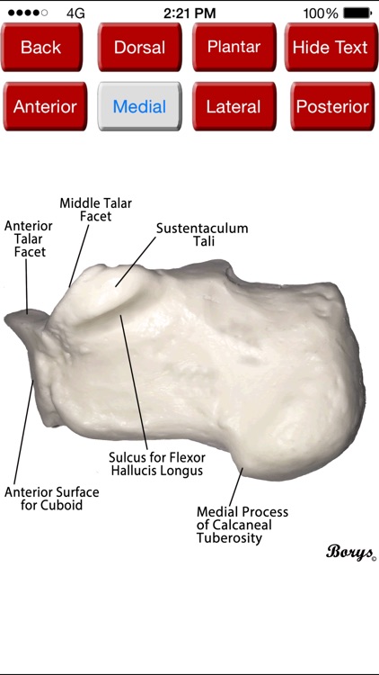 Pocket LEA - Lower Extremity Anatomy
