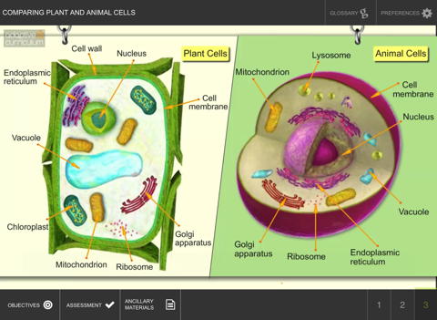 Comparing Plant & Animal Cells screenshot 3