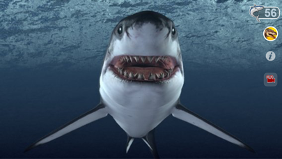 How to cancel & delete Talking Great White : My Pet Shark from iphone & ipad 3