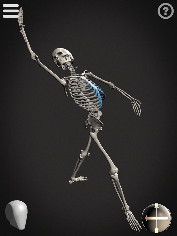 Skelly - Art Model Skelly - Art Model