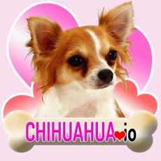 Activities of Chihuahua io (opoly)