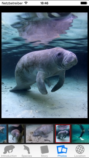 Manatees(圖4)-速報App