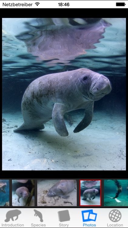 Manatees screenshot-3