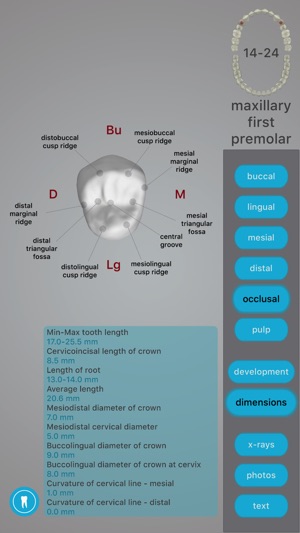 Dental Corpus Anatomy(圖3)-速報App