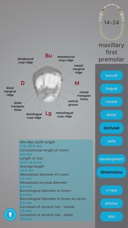 Dental Corpus Anatomy