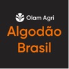 Olam Direct: Algodão Brasil