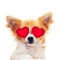 Send Cute Chihuahua stickers to your friends and family