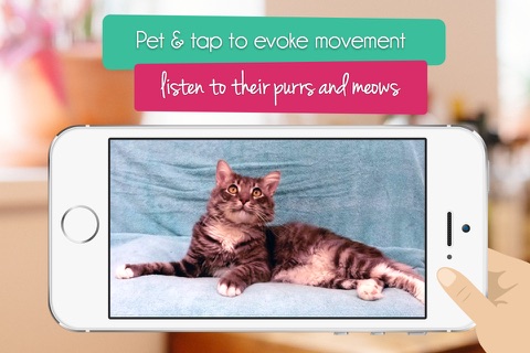 Purr - Adorable Cat Simulator and Virtual Pet screenshot 2