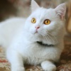 cat sounds app-funny games with your cute kitten