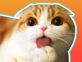 Waffles the Cat sticker pawck