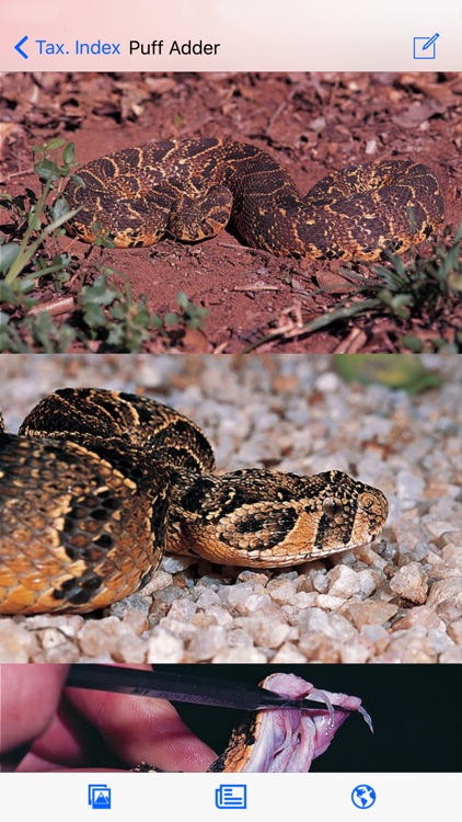 eSnakes of Southern Africa LITE