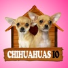 Chihuahuas IO (Opoly)