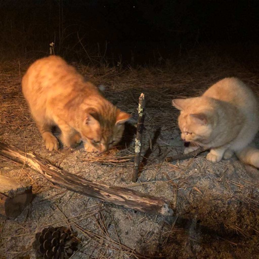 Hong Kong Stray Cat Adoption