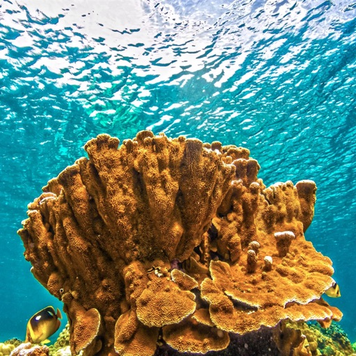 Top Coral Reefs icon