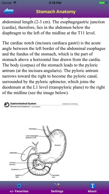 Medical Anatomy Reference