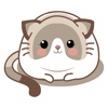 Dainty Cat Animated Emoji Stickers