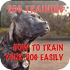 Dog Training - How To Train Your Dog Easily+