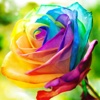 Flower Wallpapers Amazing Backgrounds & Stickers