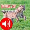Bobcat Real Hunting Calls & Sounds