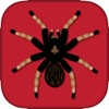 Spider Solitaire Cards