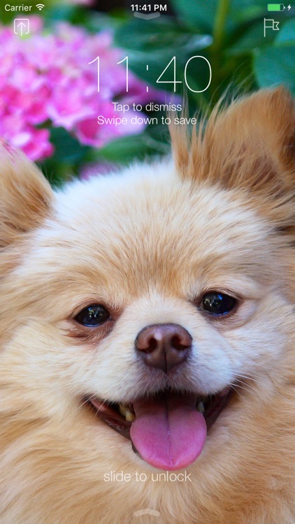 Pomeranian Dog Wallpapers Pro screenshot-3