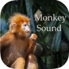 Monkey Sounds - Funny Sounds for kid