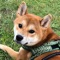 I love Shiba Inu